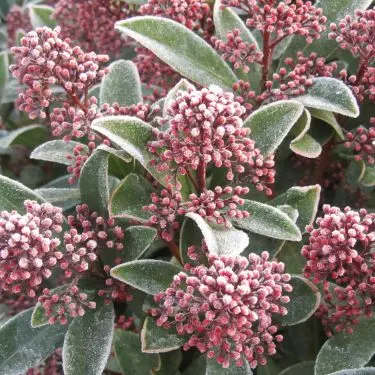 Vintergrønne buske lyser haven op